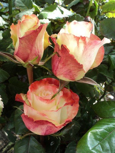 Amazon.com : 100 Fresh Hot Peach Roses | 50 cm. long (20